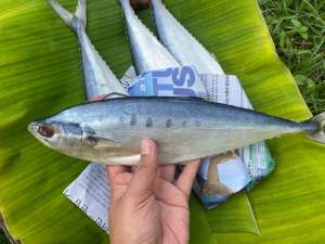 ปลาสีเสียดเค็ม ตากแห้ง หรือปลาเฉลียบ ทำสดใหม่ หอม สะอาดปลอดภัย