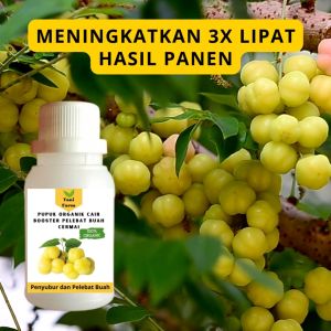 Pupuk Cermai Cepat Berbuah / Pupuk Pelebat Buah Cermai / Pupuk Booster Cermai Cair