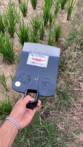 Pacul besar gagang kayu merk ayam bangkok Cangkul kuat kokoh bagus