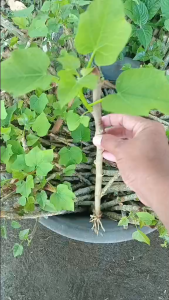 Tuba-tuba cuttings Jatropha Curcas (5/10/15 pcs)