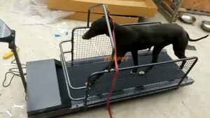 ✅Ready Stock✅ Pet Dog Treadmill Large Indoor Anjing Running Run Wheel Roller Sport Machine Walking Toy Climbing Exercise