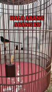 Voer Formula Contes khusus pakan burung murai kacer Mendongkrak volume dan performance burung