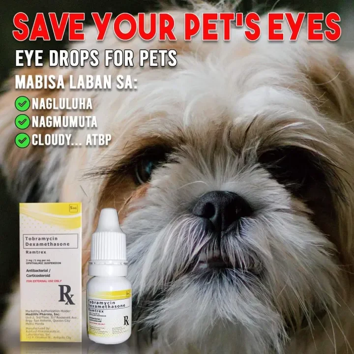 Tobramycin eye store drops for dogs