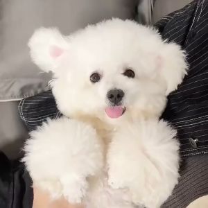 หวีสางเหา หวีแมว หวีหมัดแมว หวีสแตนเลส หวีสางไข่เหา สำหรับหวีขนสัตว์เลี้ยง หวีขนแมว หวีแปรงขนแมว หวีแปรงขนสัตว์เลี้ยง แปรงหวีขนแมว