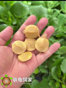 💗🙋‍♀️💗纯种进口基因稳定白巴可繁殖白化巴西龟红眼黄金龟宠物龟活物