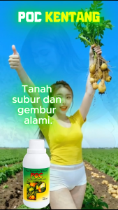 POC Kentang | Pupuk Kentang Cepat Besar | Pupuk Organik cair untuk kentang Padat  dan Seragam