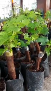 Bibit Anggur Ninel Import Terbaik