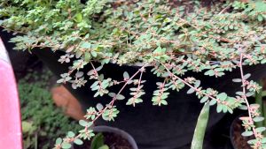 100GRM Cỏ vú sữa đất loại lá nhỏ