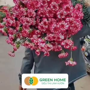 Hạt Giống Hoa Cẩm Chướng Mix Greenhome Gói 0.1gr~100 hạt Sai Hoa Màu Rực Rỡ Dễ Trồng Quanh Năm Nảy Mầm Cao H07