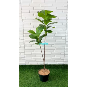 Pohon Hias Tanaman Artificial Ketapang X2 T100 Latex Pot Dasar Hitam Plastik Dekorasi Cafe Hiasan Sudut Ruangan Kantor