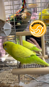 Parrot Wooden Tabletop Perch Bird Stand Training Exercise Feet Claw Grinding Pet Supplies