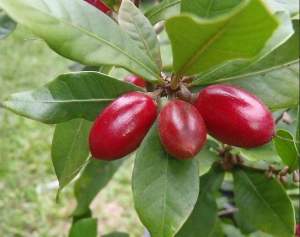 Bibit pohon miracle | magic fruit | buah ajaib