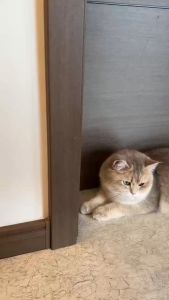 Lược masage gắn góc tường cho mèo cọ lông - tặng cỏ mèo