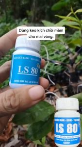 kích chồi mai vàng LS80 mọc chồi theo ý muốn bật mầm bật chồi chai 30g