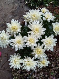 2 POHON TANAMAN HIDUP BUNGA KRISAN ASTER WAENA WARNI