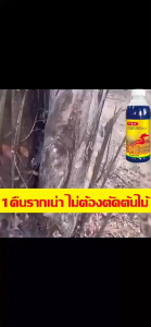 🌳รากเน่า🌳สารฆ่าต้นไม้ใหญ่ สารฆ่าพุ่มไผ่ สารฆ่าพุ่มไผ่ สารฆ่าต้นไม้ 100มล. ออกฤทธิ์ยาวนาน ไม่ทำลายดิน สารฆ่าตอไม้ ผงฆ่าต้นไม้ สารฆ่าต้นไม้ตาย สารฆ่าต้นไม้ยืนต้น สารกำจัดวัชพืช สารฆ่าต้นไผ่ สารฆ่าต้นไผ่ สารฆ่าต้นไม้ สารฆ่าพุ่มไผ่ เข้มข้นมาก