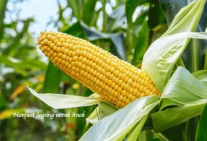 PROMO BENIH JAGUNG MANIS UNGGULAN 1KG
