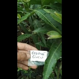 BIBIT MANGGA GEDONG GINCU