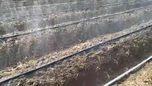 Selang Induk Drip Irigasi 50 Meter: Solusi Irigasi Pertanian