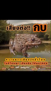 เสียงกบ เสียงต่อกบ เสียงกบนา ต่อเข้าเร็ว USBแฟลชไดร์ฟเสียงต่อกบ ไม่มีโฆษณาแทรก