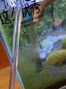 Dụng Cụ Vệ Sinh Hồ Cá AS-15B và AS-25B - Dụng Cụ Thay Nước Hút Cặn Bẩn nhanh chóng