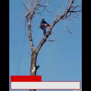 Original & High-Quality Telescopic Fruit Picker with High Pruning Branch Saw & Portable Tree Cutter Head Basket