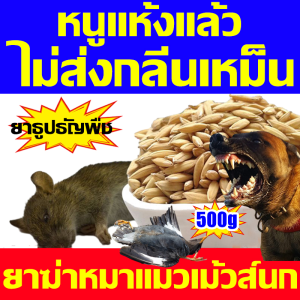 🐀1 คืน หนูตายหมด🐀 RATICIDE ยาเบื่อหนู นำเข้าจากอเมริกา จดสิทธิบัตร สูตร ปริมาณใหญ่ 500g ยาไล่หนู ยาฆ่าหนู ทำจากข้าวสาลี อาหารที่หนูชอบที่สุด ไม่มีหนูภายใน 1000 ตารางเมตร ยากำจัดหนู ปลอดภัย ใช้ง่าย ตายจริง รักษาสิ่งแวดล้อม ยาไล่หนูบ้าน ยากำจัดหนูแห้ง