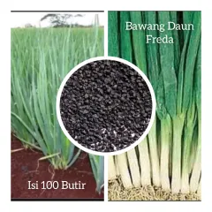 Benih Unggul Daun Bawang Freda Isi 100 Butir Kemasan Repak