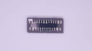 28pcs Permanent Teeth Model Full Mouth Upper and Lower Isolated Tooth with Root Standard Adult Teeth Model for Teaching Studying