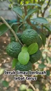 Bibit Tanaman Buah Jeruk Limau Kondisi Berbuah Sangat Rimbun Siap Tanam