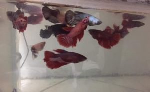 hmpk betta fish/ikan laga modern show grade multi/startail/fancy quality terbaik