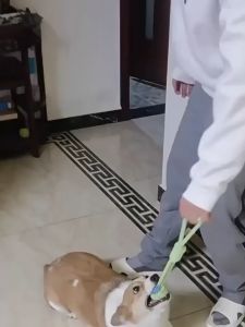 Đồ chơi cho Chó gặm sạch răng bằng dây thừng bện - Love pets shop