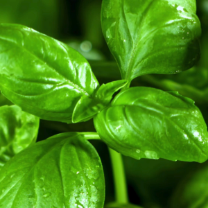 Sweet Basil Seeds | Premium Herb Seeds for Cooking Containers & Home Garden | Approx. 100 Seeds