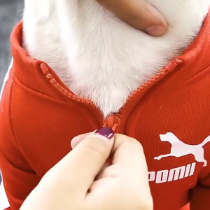 Áo khoác thể thao Pomii Cho Chó Mèo (mẫu mới) - Hara Pet Store