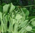 Daun genjer sayur genjer segar 300 gram. 