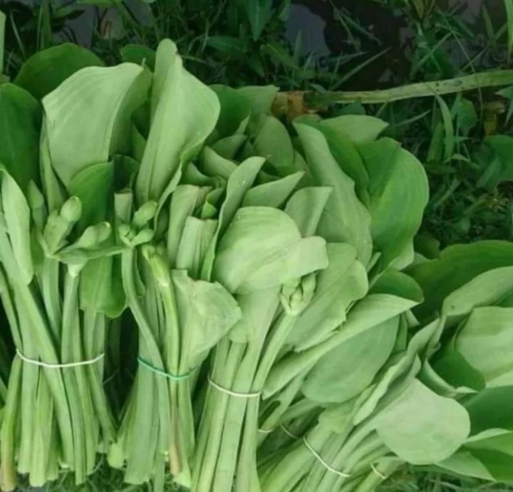 Daun genjer sayur genjer segar 300 gram
