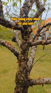 Chế Phẩm Sinh Học Cho Mai Vàng Đào Cây Cảnh – Hỗ Trợ Nứt Thân Xì Mủ Thối Rễ Phấn Trắng Dùng Phun Cành & Tưới Gốc
