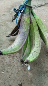 pisang tanduk madu asli cianjur selatan 1kg
