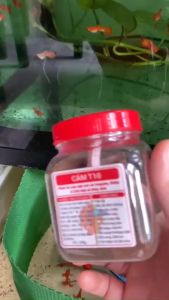 Cám Trộn T10 (10 thành phần) Chăm Sóc Cá Toàn Diện - Thức Ăn Cá 7 Màu Khỏe Mạnh