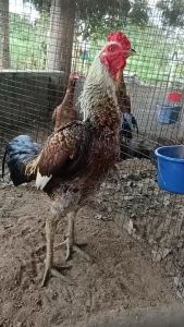 ไข่ไก่ เชื้อในตัว สุดยอดพม่าตีเชิง 70.2 m สูงสุด มีสูงสุด สายเลือดและเส้นแสบลูกแสนกล สุดท้าย ลูกแสนกล + แดงหล่อ+มหานคร