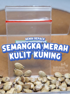 Benih Semangka Merah Kulit Kuning Unggulan Berkualitas