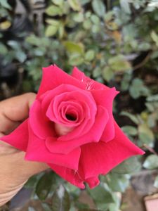 Rose Red w/ fertilizer