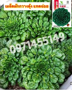 ผักกวางตุ้ง แทตฉ่อยกวางตุ้งดอกไม้ไฟ 2000เมล็ด Tat Soi Chinese flat cabbage สายพันธุ์ OP
