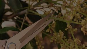 【Cai-Cai】กรรไกรตัดแต่งกิ่ง 1 ชิ้น คม กรรไกรตัดกิ่งไม้ ปลายแหลม เก็บผลไม้ เหล็กกล้าไร้สนิม