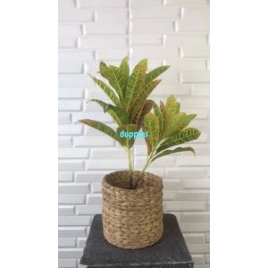 Pohon Plastik Puring Worten X2 T50 Semi Latex Artificial Cover Pot Anyaman Eceng Gondok M Tanaman Hias Dekorasi Rumah Pajangan Hiasan