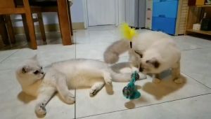 Đồ chơi cho Mèo xe cân bằng tự động gắn lông vũ và trái banh (mẫu mới) - Hara Pet Store