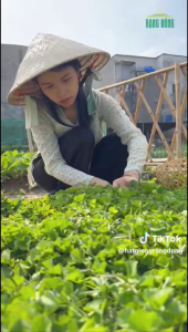 Hạt giống Rau Má Lá Nhỏ gói 1gr~500 hạt thu hoạch nhiều lần nảy mầm tốt dễ trồng
