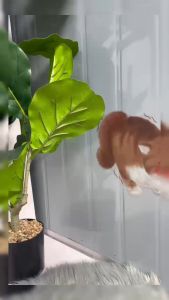 Pet Birthday Cake Plush Toy for Dogs: Interactive & Squeaky Fun