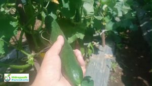 Benih Timun Mentimun Jepang Ronaldo F1 20 Gram Cap Bintang Asia