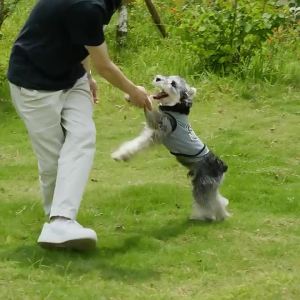 Ống nước cho chó cốc nước ngoài trời cho thú cưng chai nước uống cho mèo cốc du lịch cho chó đi dạo ngoài trời đồ dùng cho thú cưng